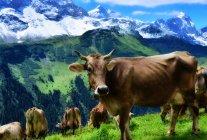 Mucche al pascolo in montagna, Balsamo, Uri, Svizzera — Foto stock