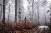 Road through frosty forest landscape, Remetschwil, Aargau, Suíça — Fotografia de Stock