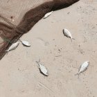 Petites prises de poissons à côté d'un filet de pêche sur la plage, Seychelles — Photo de stock