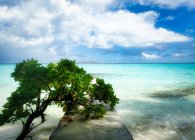 Baum lehnt an einem Pier am tropischen Strand, Rannalhi, Süd Male Atoll, Malediven — Stockfoto