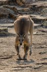 Masculino Cinzento Oriental Canguru, North Gorge, North Stradbroke Island, Queensland, Austrália — Fotografia de Stock