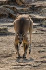 Östliches Graues Känguru, North Gorge, North Stradbroke Island, Queensland, Australien — Stockfoto