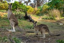 Canguro grigio orientale e la sua gioia, North Stradbroke Island, Queensland, Australia — Foto stock