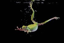 Білокрилка жаба плаває під водою, Індонезія. — стокове фото