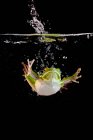 Weißlippenfrosch schwimmt unter Wasser, Indonesien — Stockfoto
