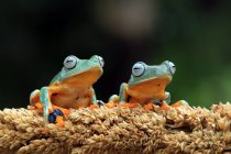 Дві яванські деревні жаби на рослині (Індонезія). — стокове фото