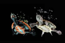 Rotohrschildkröte und Rotbauchroller schwimmen unter Wasser, Indonesien — Stockfoto