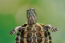Крупный план красноухой черепахи, Индонезия — стоковое фото