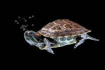 Красноухая черепаха, плавающая под водой, Индонезия — стоковое фото