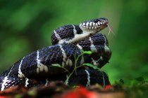 Serpiente Boiga lista para atacar, Indonesia - foto de stock