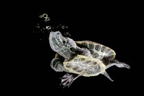 Красноухая черепаха, плавающая под водой, Индонезия — стоковое фото