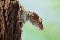 Retrato de un tokay gecko, Indonesia - foto de stock