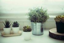Plantas suculentas em uma prateleira por uma janela — Fotografia de Stock