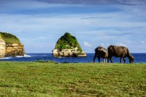 Two buffalo grazing by Bile Sayak beach, Gunung Tunak Nature Park, Kuta Mandalika, Indonesia — Stock Photo
