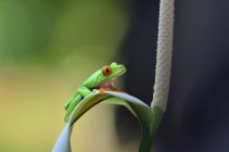 Красноглазый древесный лягушонок на листе, Индонезия — стоковое фото