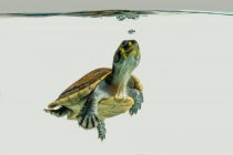 Черепаха, плавающая под водой — стоковое фото