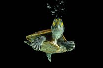Черепаха, плавающая под водой — стоковое фото