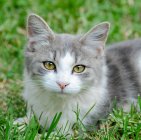 Gato esponjoso sentado en la hierba, Australia - foto de stock