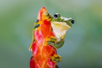Wallace's flying frog on a heliconia flower, Indonesia — Stock Photo
