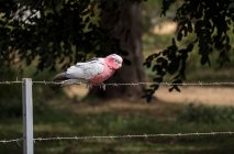 Rose peito cacatua sentado em uma cerca de arame, Austrália Ocidental, Austrália — Fotografia de Stock