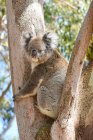 Koala seduto in un albero di gomma, Australia — Foto stock