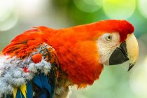 Portrait of a scarlet macaw, Indonesia — Stock Photo