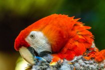 Портрет червоного ара, який розпускає пір 