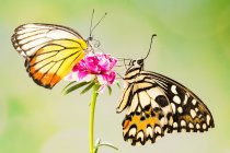 Dos mariposas en una flor, Indonesia - foto de stock