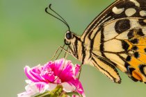 Farfalla su un fiore, Indonesia — Foto stock