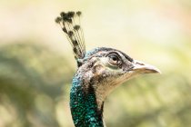 Portrait of a peacock, Indonesia — Stock Photo