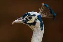 Portrait of a peacock, Indonesia — Stock Photo