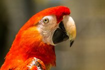 Portrait of a macaw, Indonesia — Stock Photo