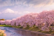 Kirschblütenbäume entlang eines Flusses mit dem Fuji in der Ferne, Honshu, Japan — Stockfoto