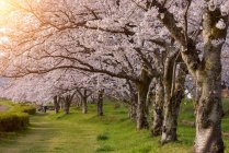 Cherry blossom trees in Hirosaki Park, Tohoku, Honshu, Japan — Stock Photo
