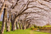 Cherry blossom trees in Hirosaki Park, Tohoku, Honshu, Japan — Stock Photo