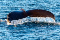 Close-up de uma cauda de baleia jubarte no oceano, Alasca, EUA — Fotografia de Stock