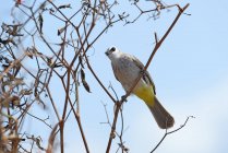 Yellow-Vented Bulbul in a tree, Indonesia — Stock Photo