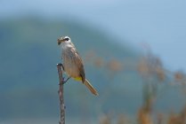 Yellow-Vented Bulbul standing in a tree carrying dead insect, Indonesia — Stock Photo