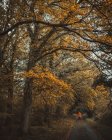 Frau geht durch den Wald, Bramshill, Hampshire, England, UK — Stockfoto