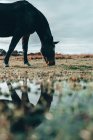 Pferdeweide auf einem Feld, Swallowfield, Berkshire, England, UK — Stockfoto