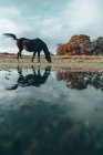 Pâturage de chevaux dans un champ, Swallowfield, Berkshire, Angleterre, Royaume-Uni — Photo de stock