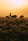 Two deer and a stag in Bushy Park, Richmond-upon-Thames, London, UK — Stock Photo