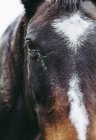 Nahaufnahme eines Pferdekopfes, Riseley, Berkshire, England, UK — Stockfoto