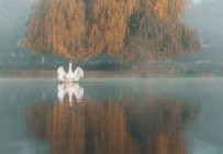 Swan on a lake flapping its wings, Bushy Park, Richmond-upon-Thames, England, UK — Stock Photo