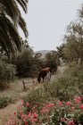 Chica caminando por el paisaje rural con su caballo, California, EE.UU. - foto de stock