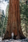 Menina em pé na frente de uma árvore Sequoia, Parque Nacional Sequoia, Califórnia, EUA — Fotografia de Stock