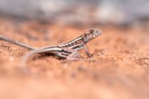 Portrait of a Mallee dragon in the outback, Australia — Stock Photo