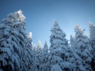 Verschneite Berglandschaft, Bulgarien — Stockfoto