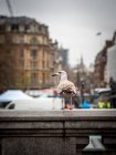 Птица, стоящая на стене, Лондон, Англия, Великобритания — стоковое фото