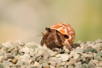 Close-up of a hermit crab on beach, Indonesia — Stock Photo